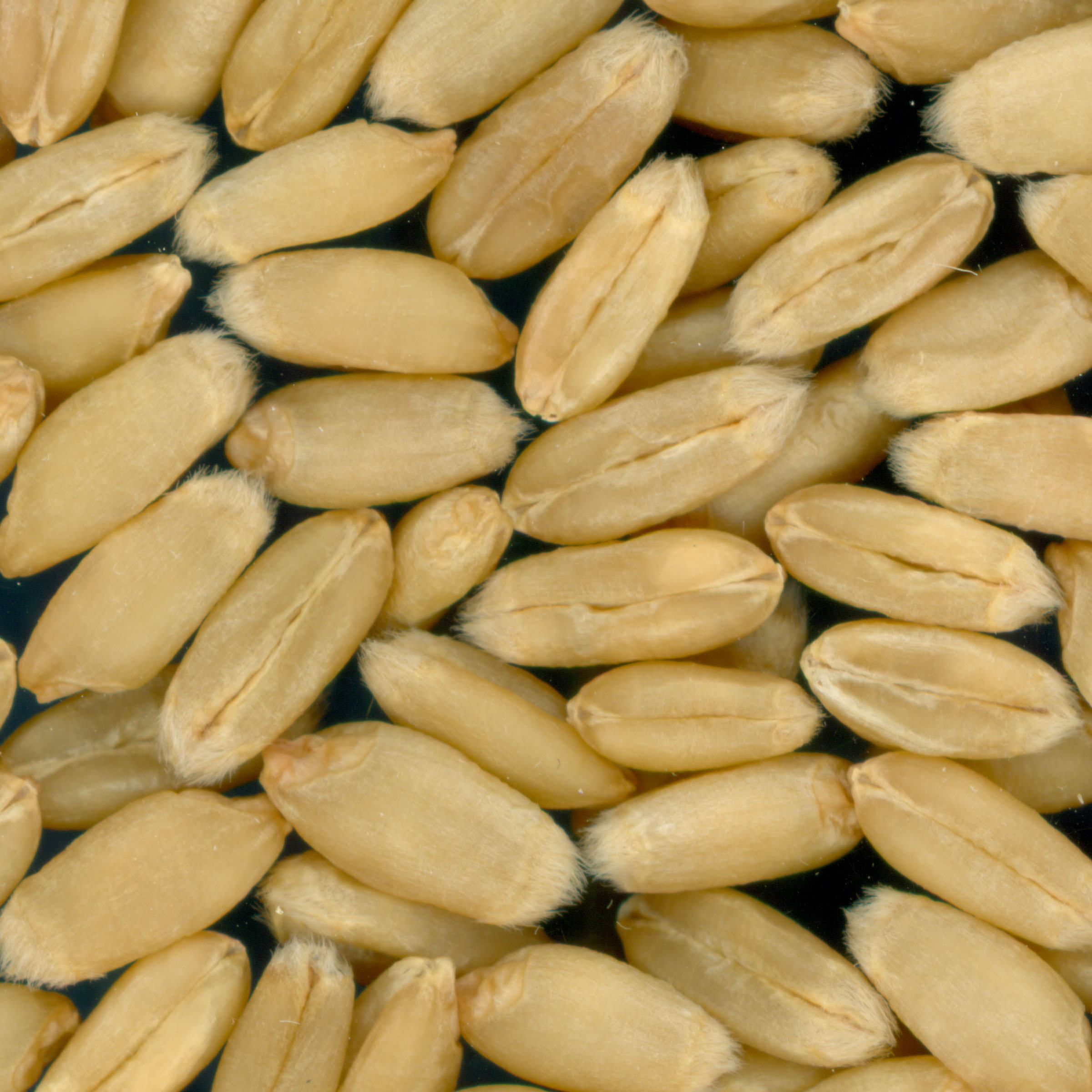 Click for 2 image(s) for this accession. KERNELS
